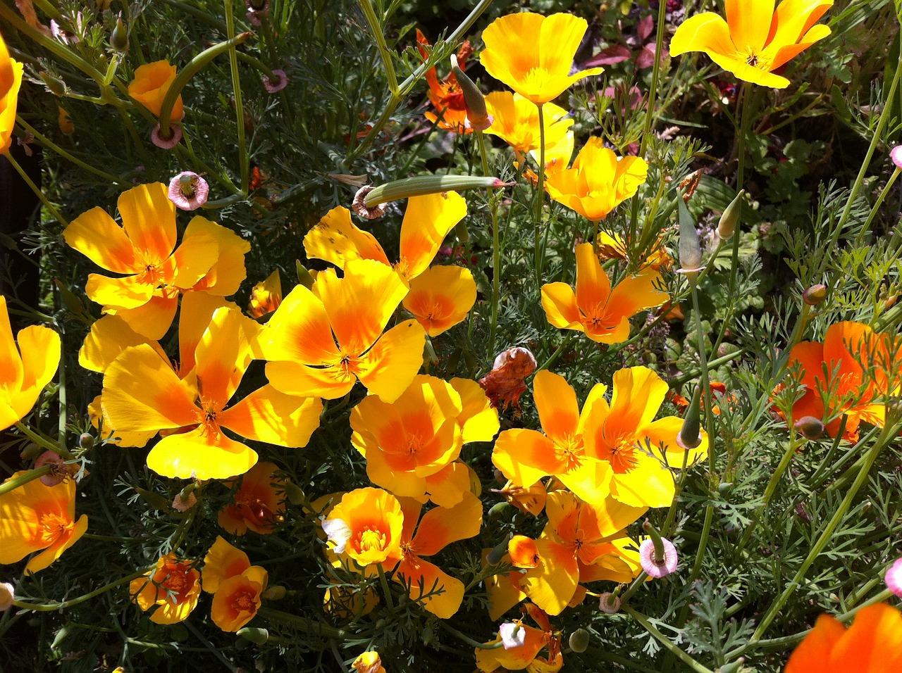 eschscholzia-californica-524613_1280