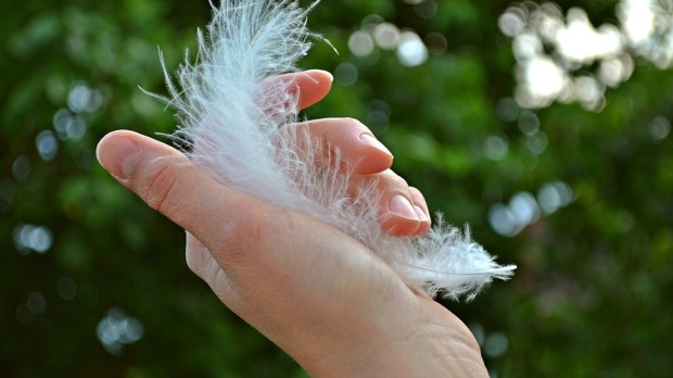 feather-1078424_960_720