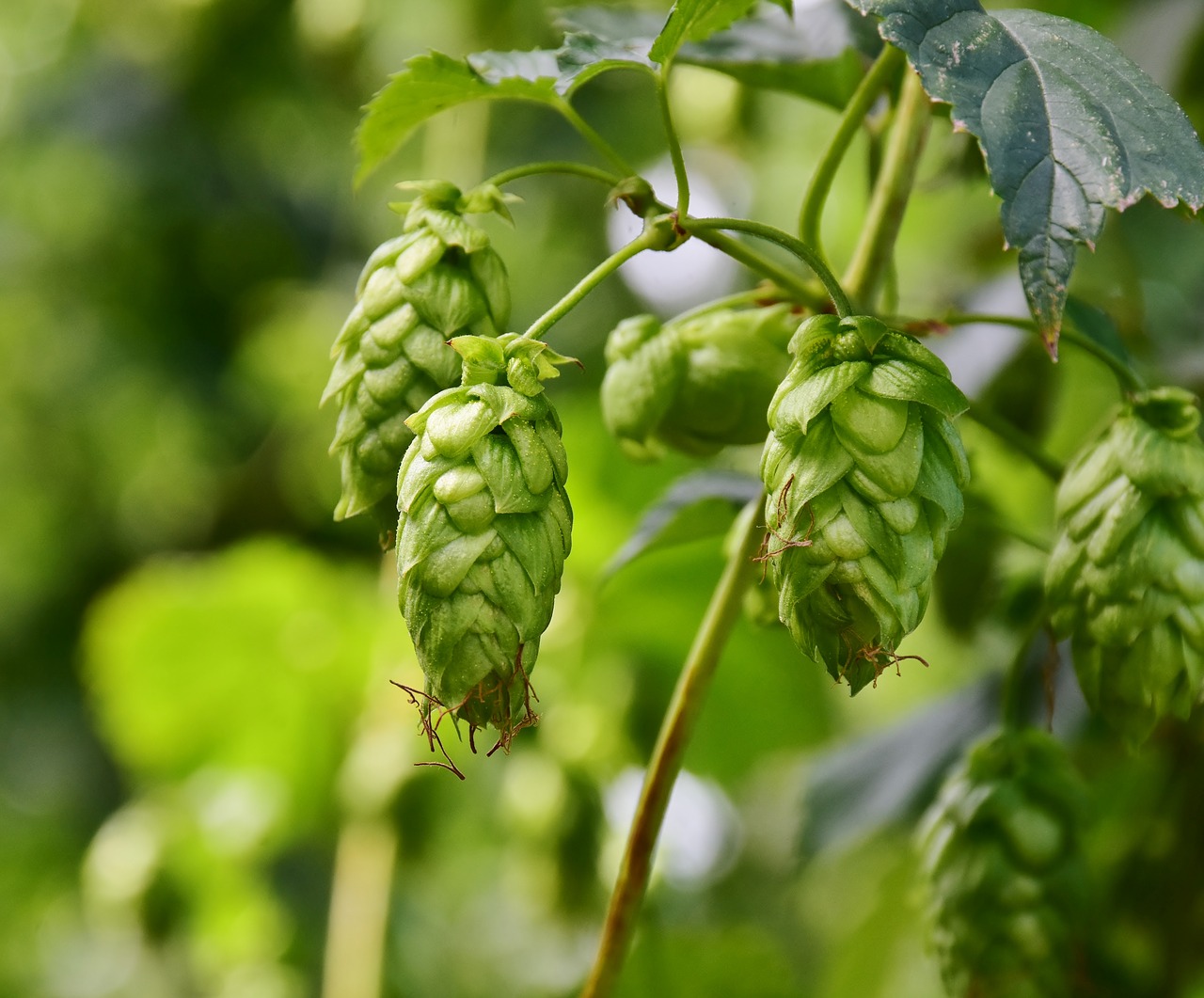 houblon ps-3542601_1280-1