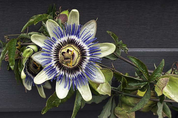 passion-flower-2842843__480