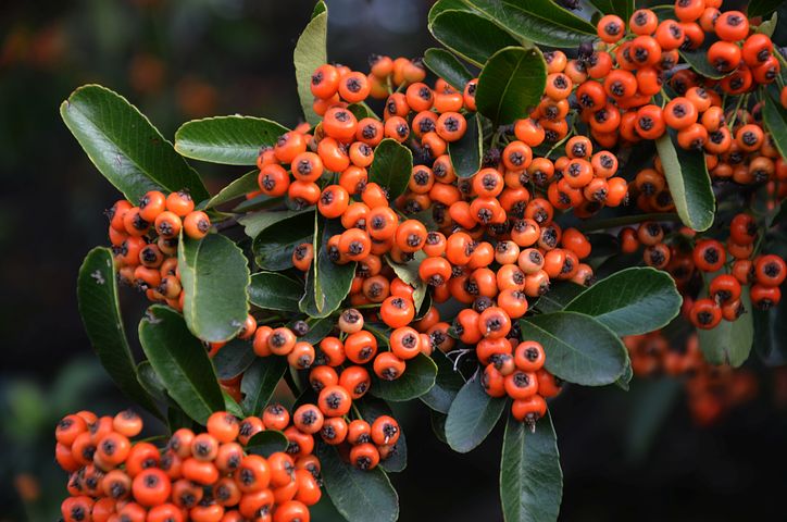 plant-2909025__480