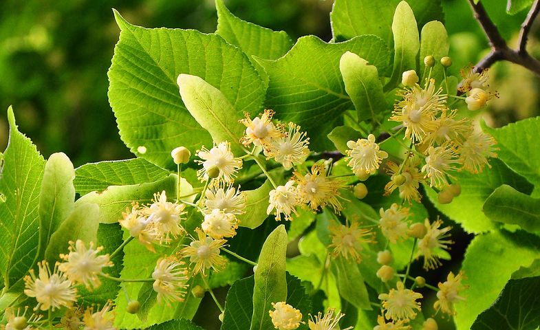 tilleul linden-tree-817061__480