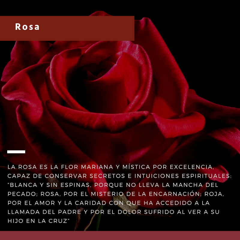 {"rendered":"15-flores-y-su-simbologia-en-la-fe-cristiana-4355"}