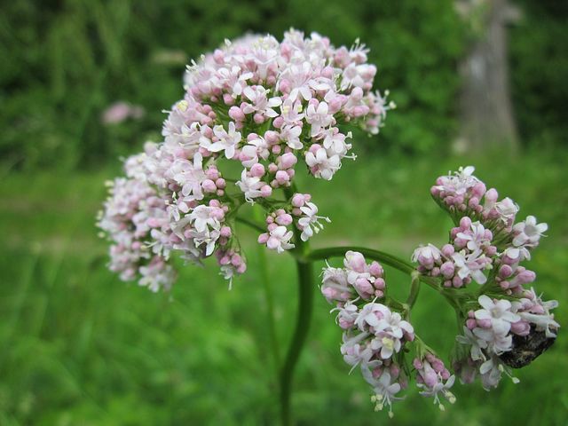 valeriana-officinalis-846615__480