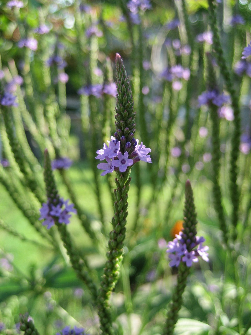 verbena-207601_1280