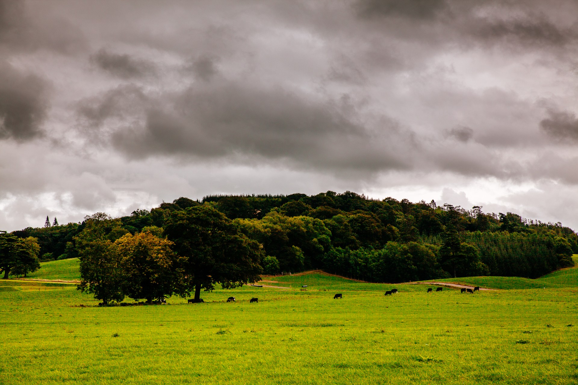 SAINT OLIVER PLUNKETT,IRELAND