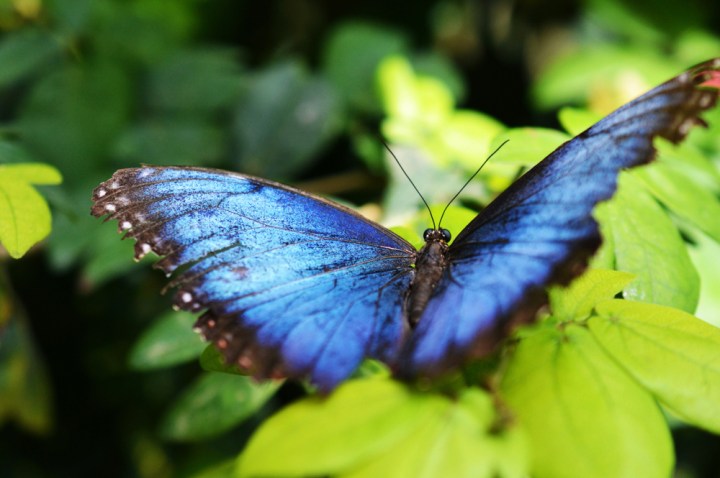 blue-morpho-butterfly-shutterstock_1175344042