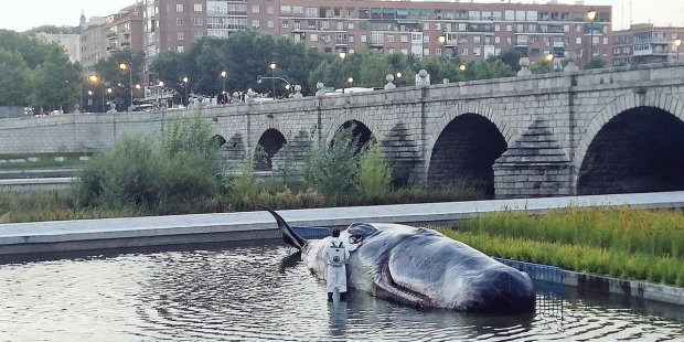 WHALE