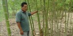 BAMBU
