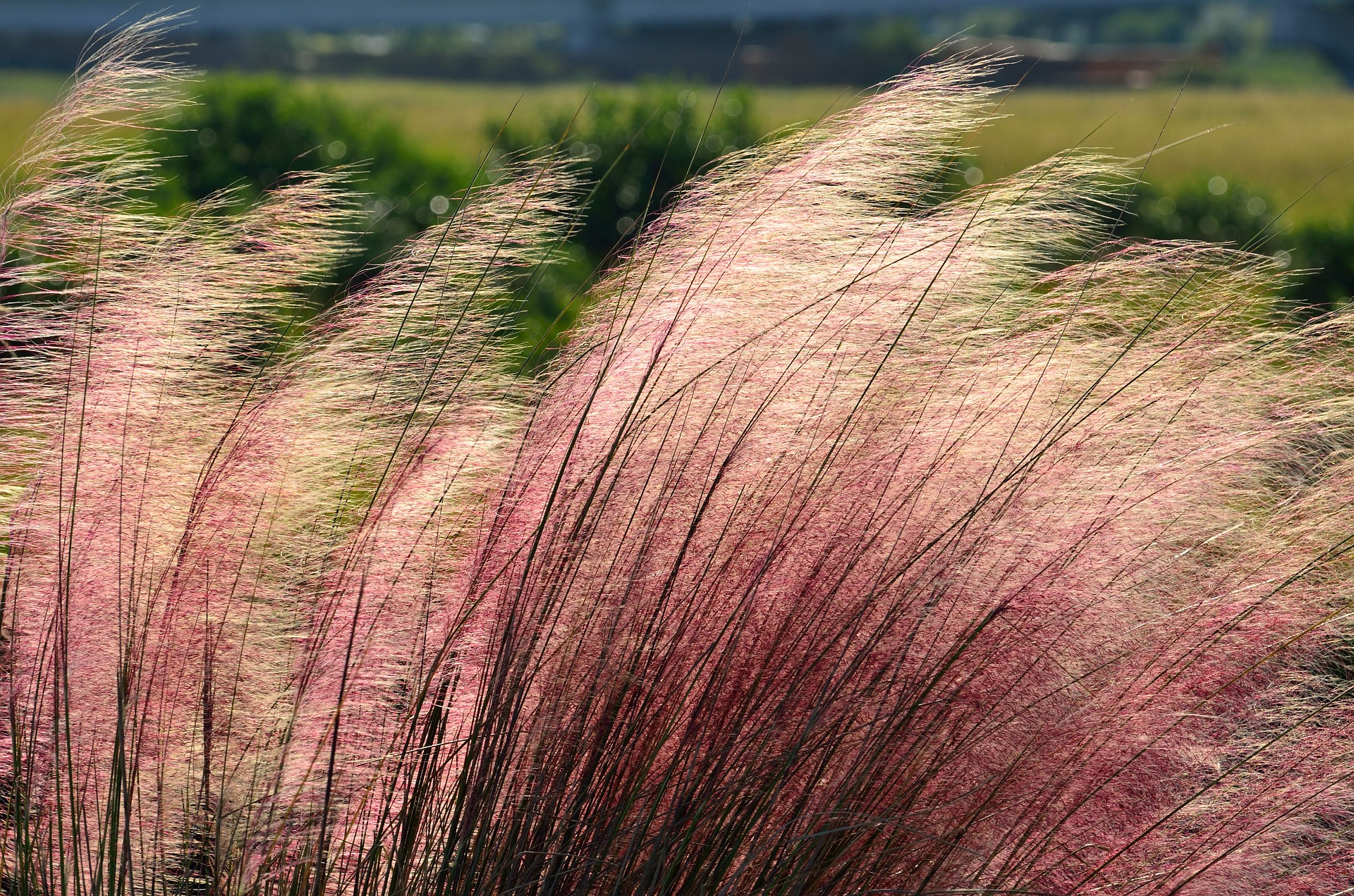 PINK MUHLY GRASS