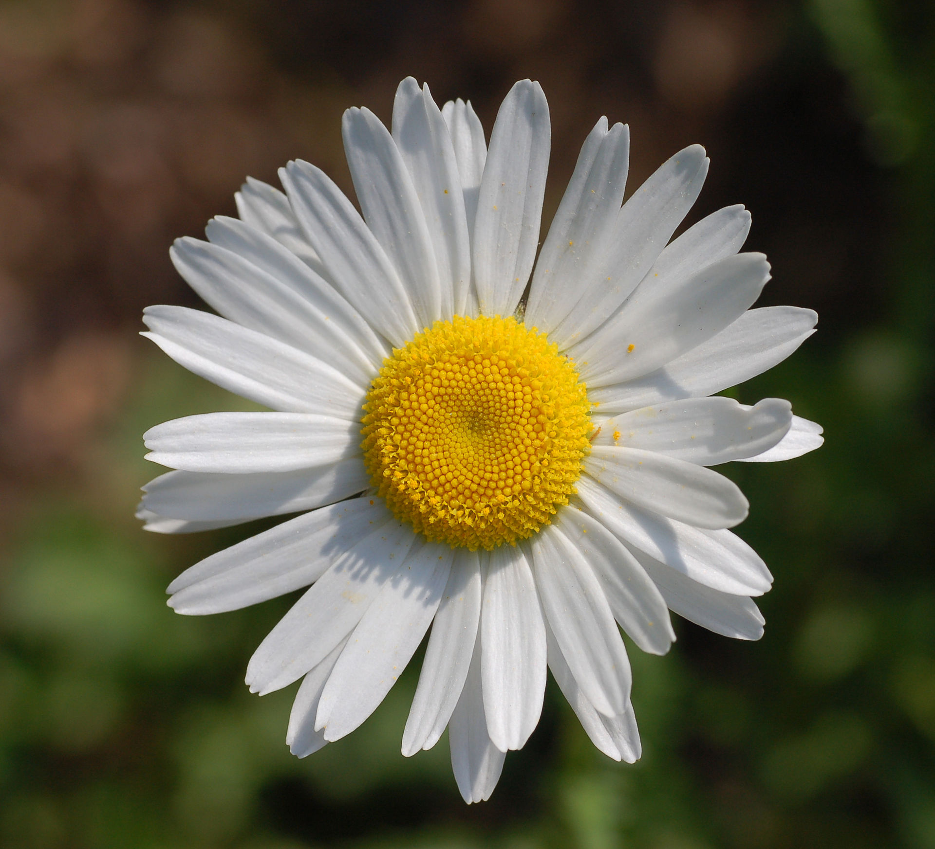 WEB OXEYE DAISY Derek Ramsey CC BY SA 3.0jpg