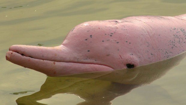 DOLPHIN