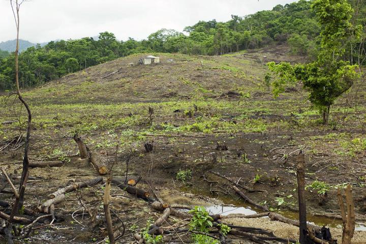 DEFORESTED