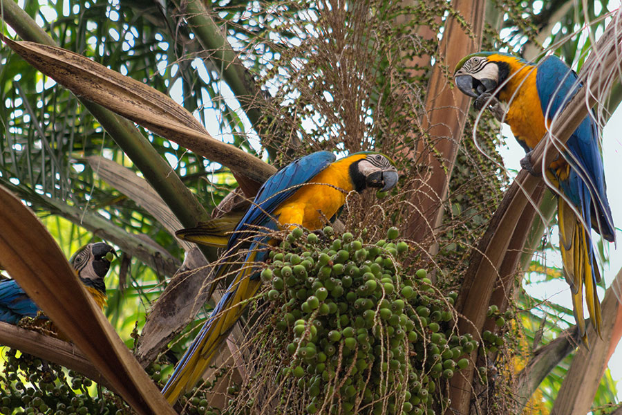 GUACAMAYA