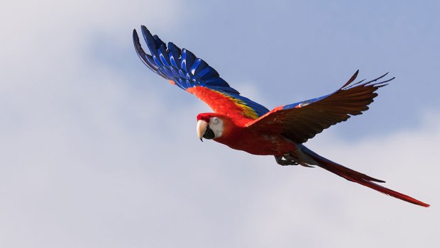 GUACAMAYA