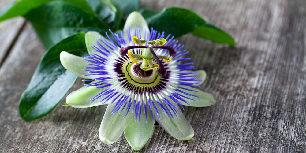 PASSIFLORA