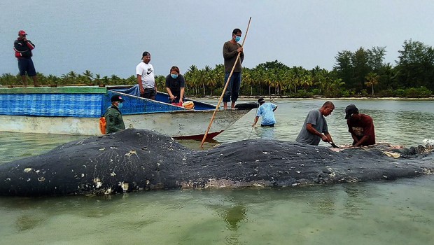 WHALE