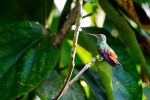 COSTA RICA