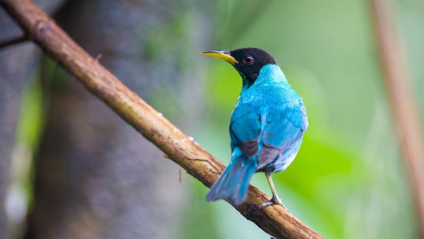 COSTA RICA