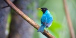 COSTA RICA