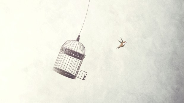 WEB 2-CAGE-BIRD-FREEDOM-PIXABAY