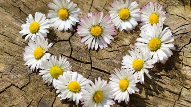 WEB 3-HEART-FLOWERS-DAISIES-WOOD-PIXABAY