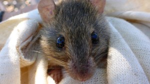 MELOMYS RUBICOLA