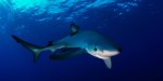 BLUE SHARK