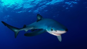 BLUE SHARK