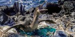 GALAPAGOS