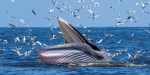 WHALE