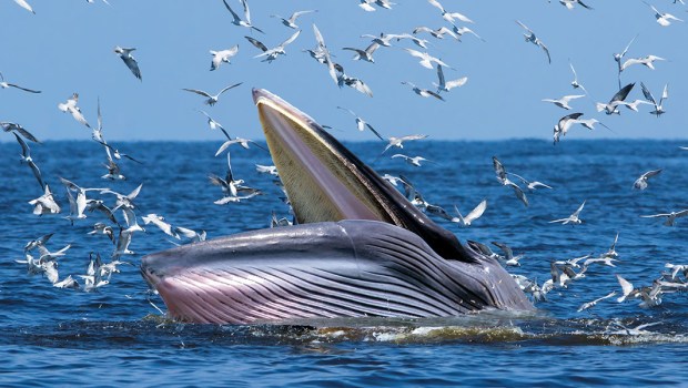 WHALE