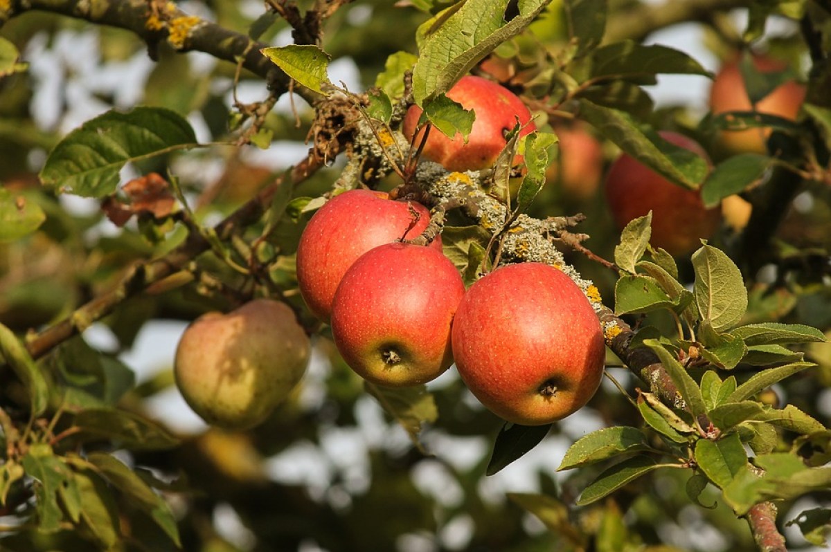 apple
