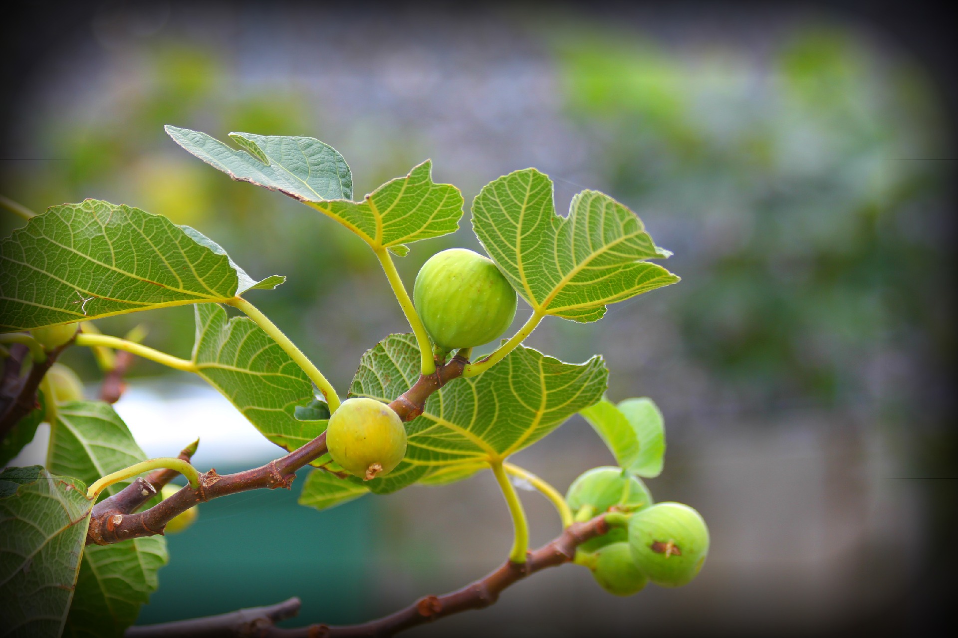 FIG TREE