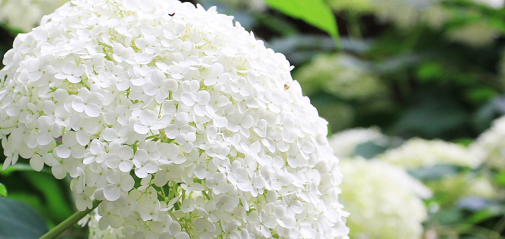 HYDRANGEA; FLOWER