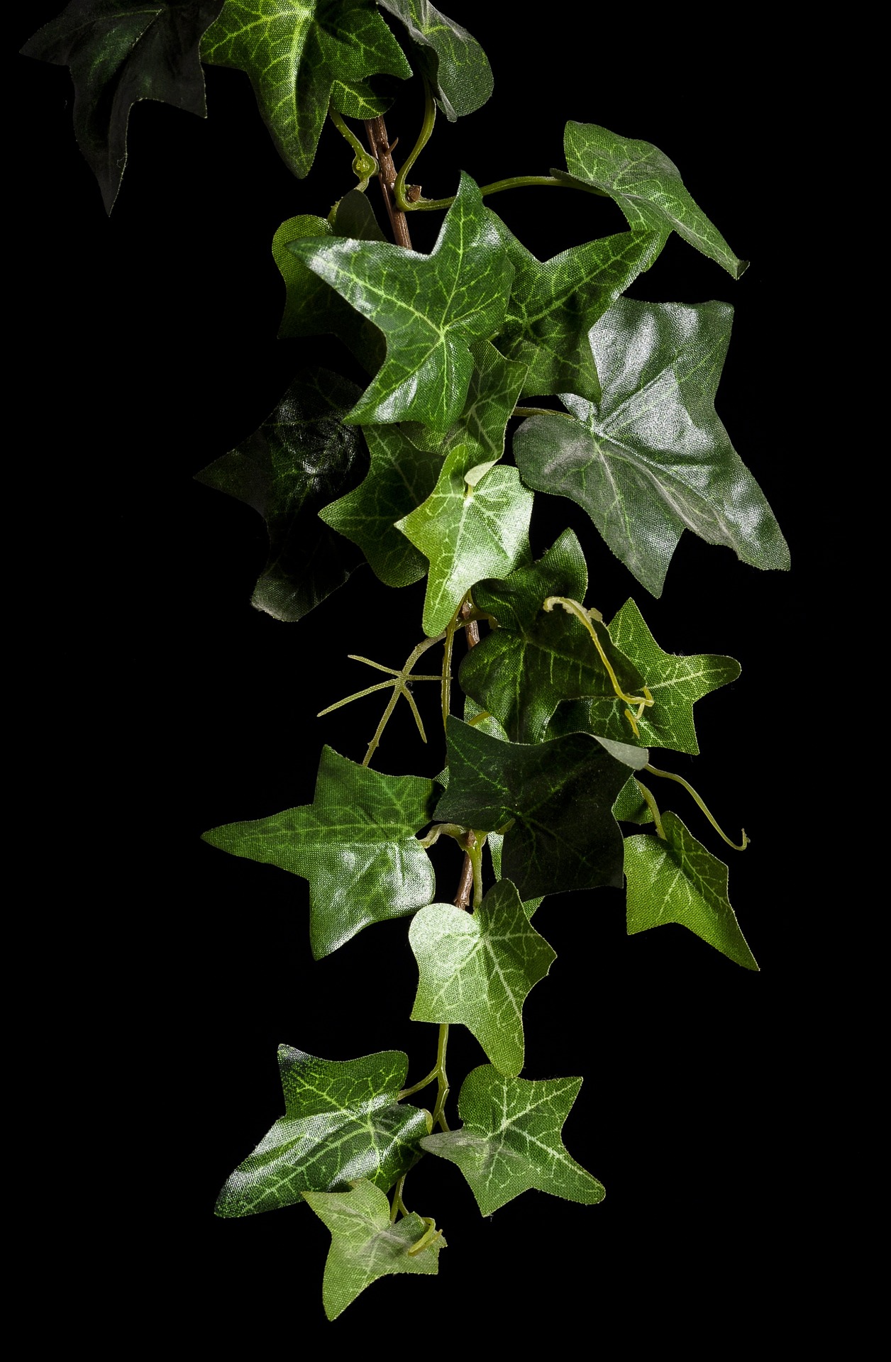 IVY