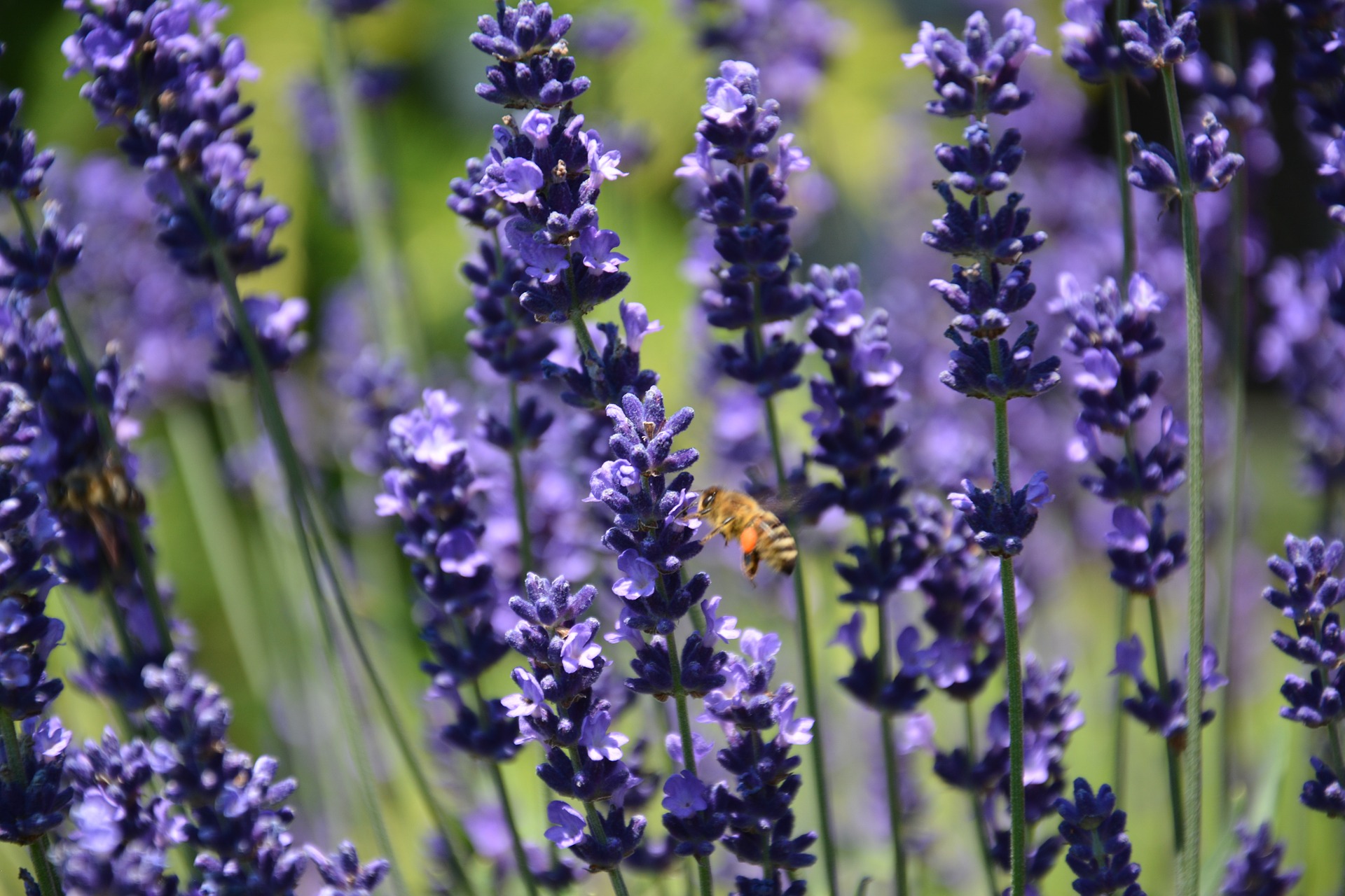LAVENDER