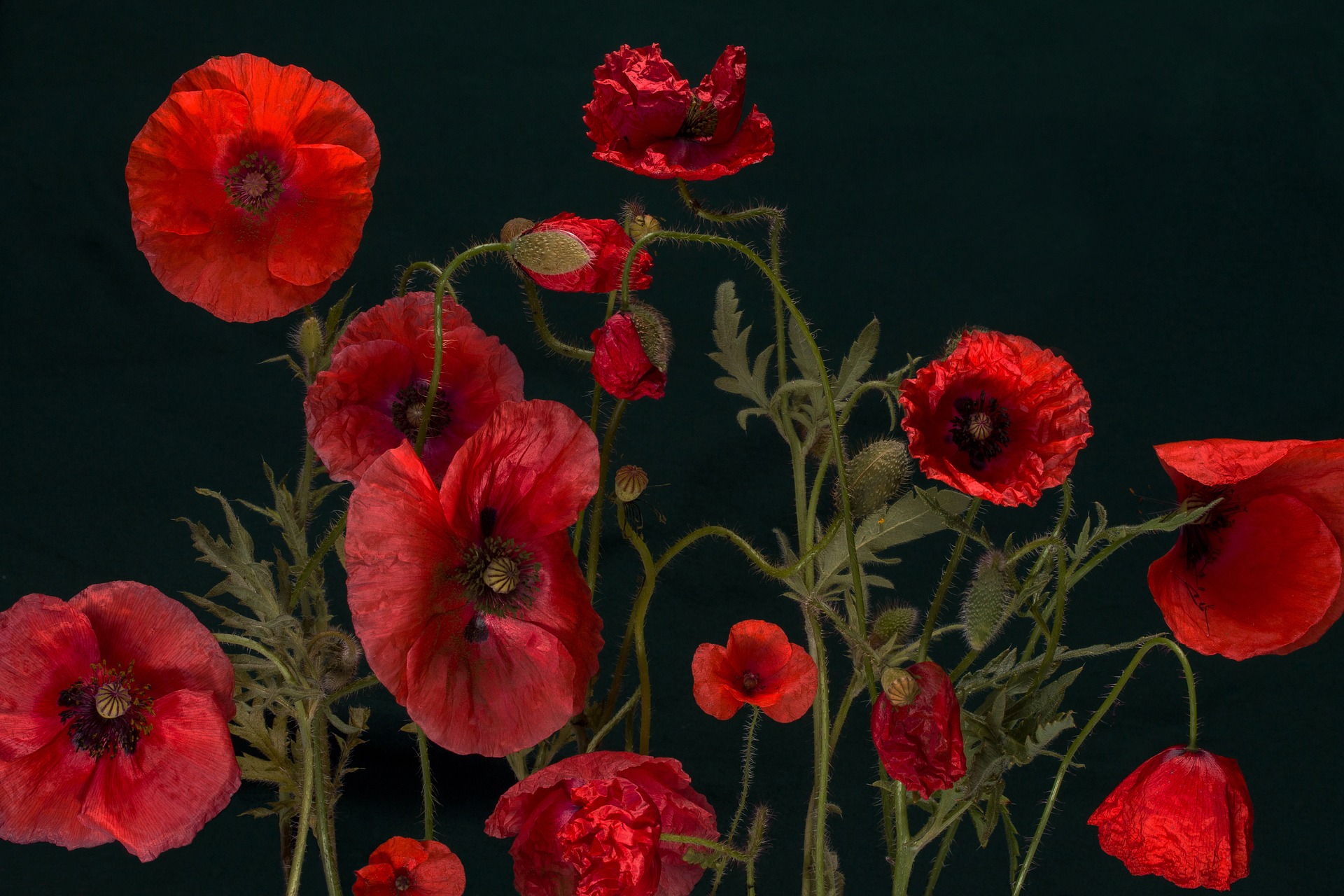 POPPY