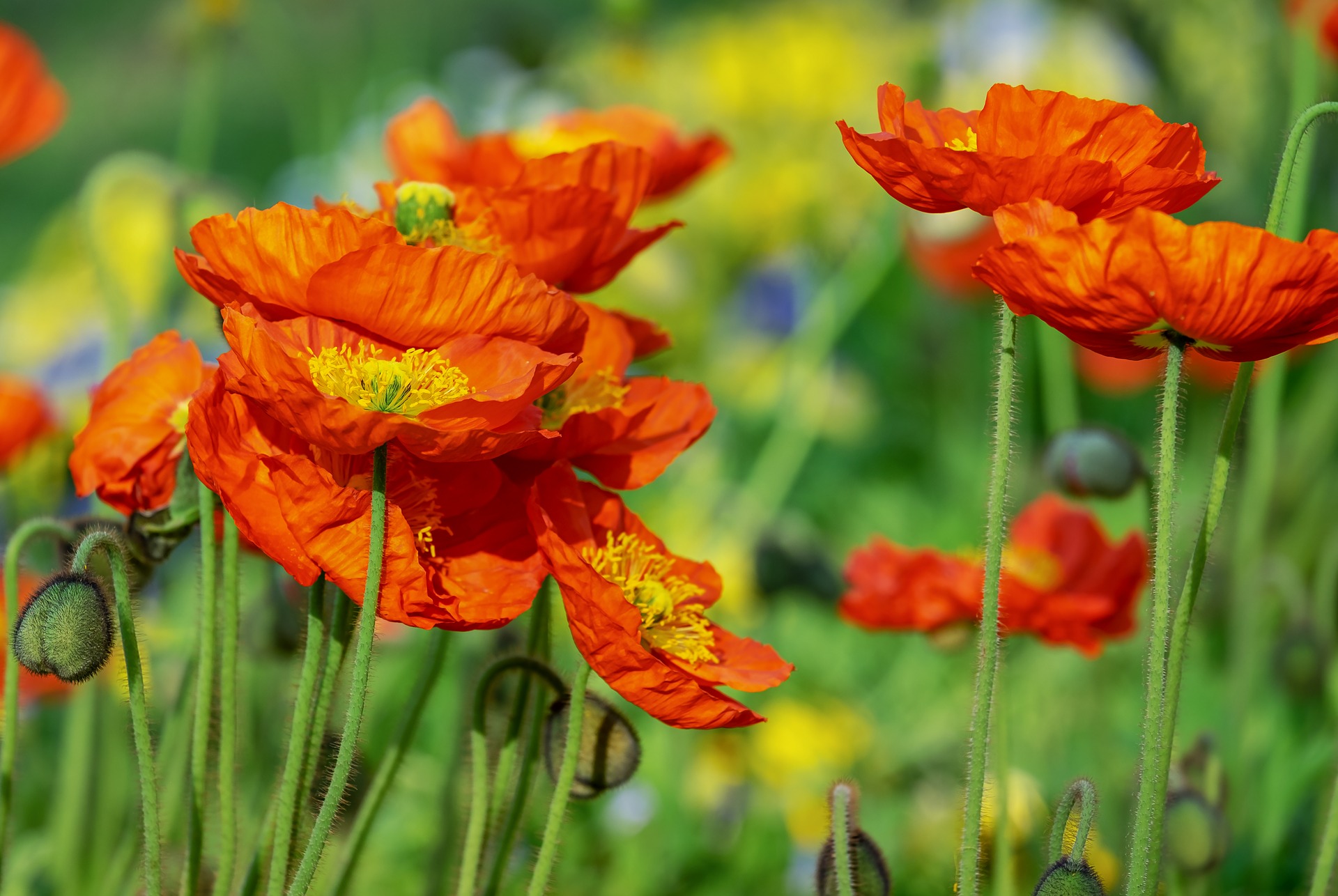 FLOWERS; POPPIES