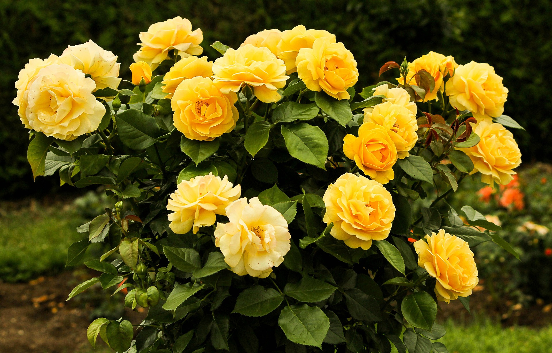 ROSES;FLOWER