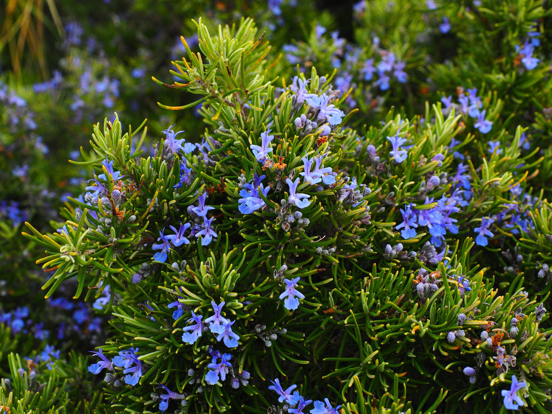 ROSEMARY
