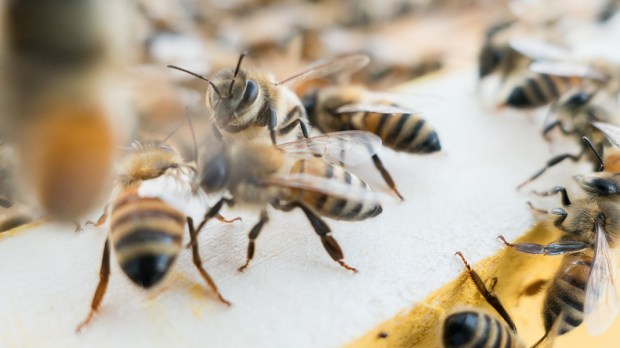 web3-bee-honey-nature-animal