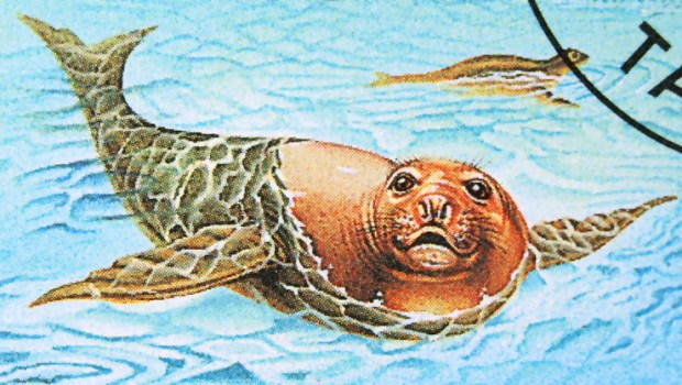 CARIBBEAN MONK SEAL
