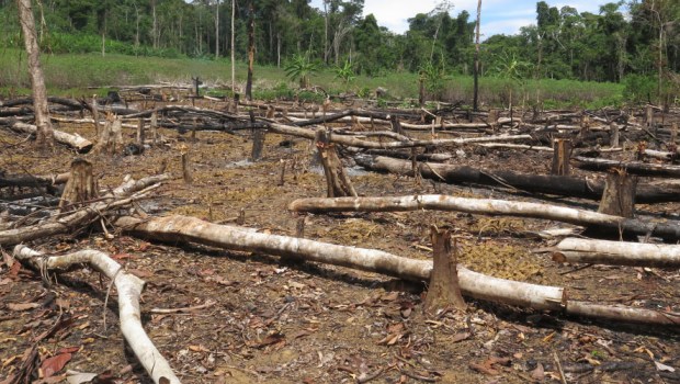 DEFORESTATION