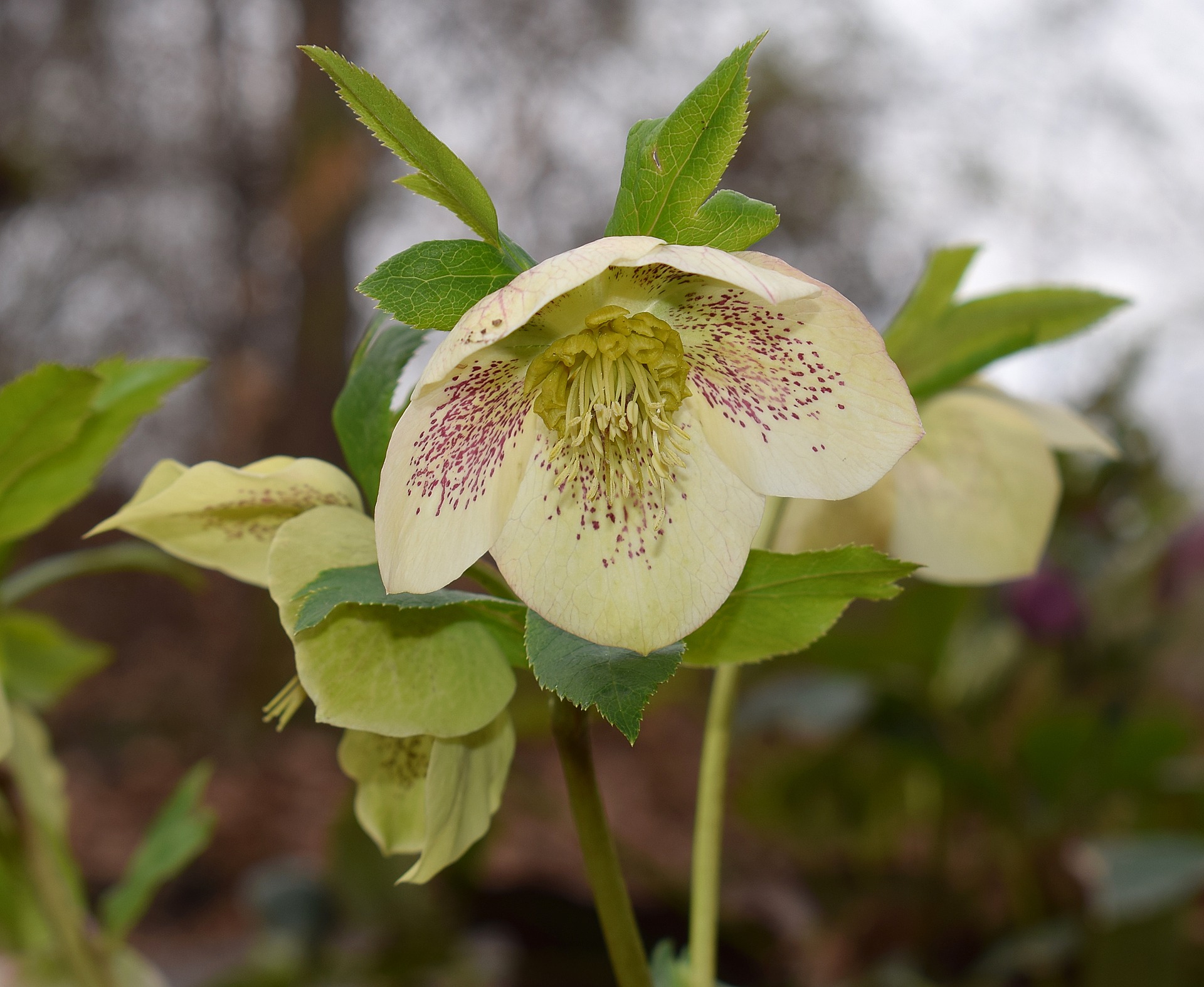 WHITE HELLEBORE