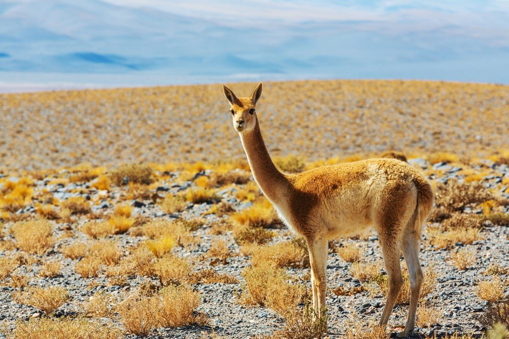 PATAGONIA