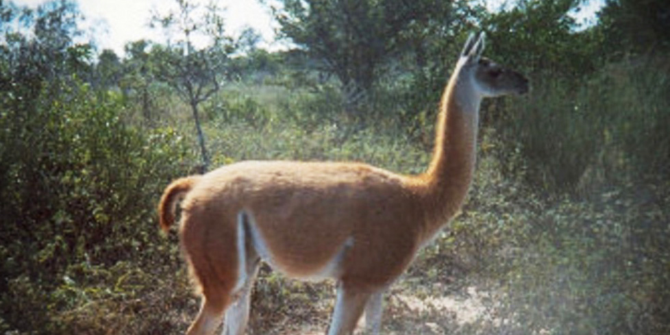 GUANACO