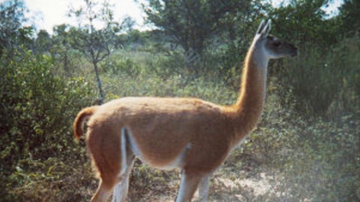 GUANACO