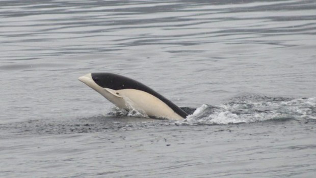 DOLPHIN