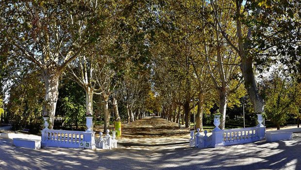 CAMPOS LISEOS